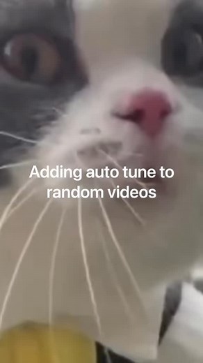 Autotuned Vids on Instagram: "The 4th cat with the piano was 👌🏻 #autotune #cats #remix #catsofinstagram"