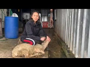 SHEEP SLAUGHTERİNG. The girl who killed the sheep. Woman butcher. Koyun kesimi. Kurban kesen kız.