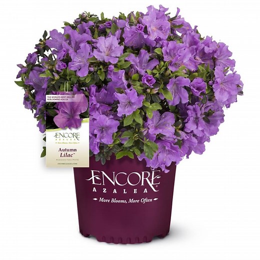 Autumn Lilac Encore Azalea | Shop Online