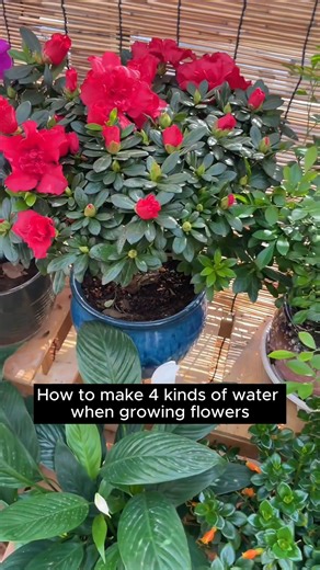 Good tips for taking care of plants #gardening #garden #gardeningtips #gardenlife #gardeninspiration #gardenideas #gardenlove #gardendesign #gardenersofinstagram #gardenersworld #garden_styles #gardenphotography #gardenlovers #gardenerslife #gardenart #gardenbeauty #gardensofinstagram #gardenplants #gardenviews #gardenersparadise #gardenista #gardeningcommunity #gardenloversclub #gardenaddict #gardeners #gardenerslife | Home Gardening