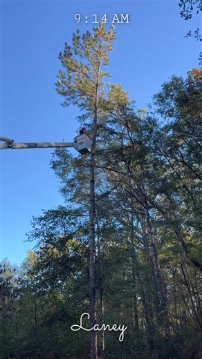 Pro Arbor Tree Service LLC on Reels