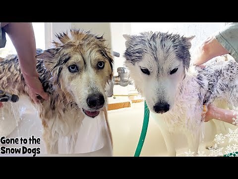 Doggy Day Spa | Husky gets a Bath | Bath Time Challenge