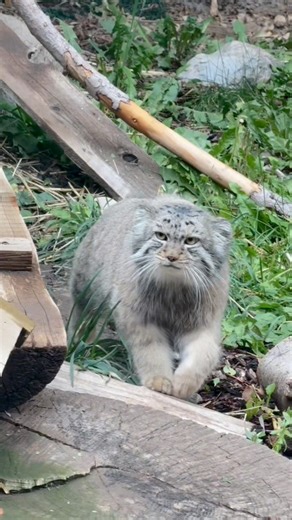497K views · 45K reactions | PAWS your scroll‼️Because saying no to cats on National Cat Day? Couldn’t be you.  Drop some love for your favorite felines in the comments! #utahshoglezoo #hoglezoo #catday #cats | Utah's Hogle Zoo | Facebook