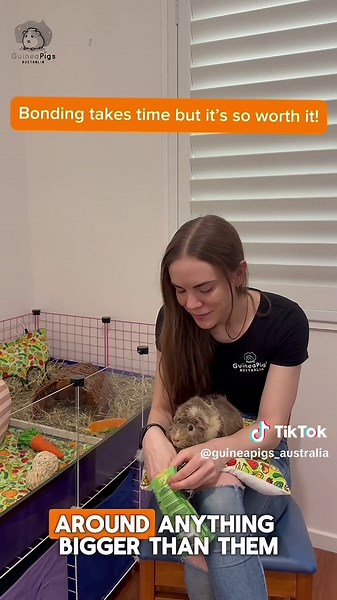 Guinea Pig Bonding Tips: Building Trust Day One