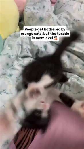 People get bothered by orange cats, but the tuxedo cat is next level.🤦🏻 #cats #kittens #cutecat #kucing #kitty | TC Rizau