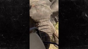 African Elephant Attack Leaves 80-Year-Old Woman Dead, Safari Truck Flipped