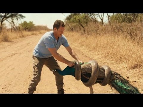 Python Attacks Mother Peacock | Rescuer's Race Against Time!