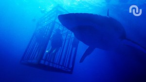 47 Meters Down - Streaming, casting, bandes-annonces et actualités sur le film