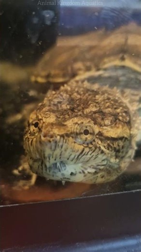 4K SNAP! 🐢 This Alligator Snapping Turtle is INSANE! #snappingturtle #4kshorts #aquatics #viral P5