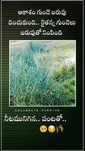 #trending #trendingreels #viralreels #viralvideos #viral #trendy #farming #agriculture #trendingreels #trendingnow #trendingvideos #sadsongs #sadvideos #agriinfo #chilli #agriculture #chilli #paddy #celebratefarming | Celebrate Farming