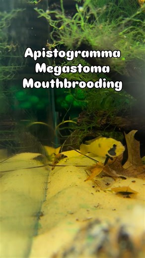 🍁🍂One of the most fascinating brood care actions with Apistogramma. Only 3 species in the genus are known to do so. To catch the female mouth brooding like this is truly something special! 🍂🍁 #aquarium #fish #aquascape #fishtank #aquariumhobby #blackwater #aquascaping #aquariumfish #freshwateraquarium #aquariums #plantedtank #aquariumlife #tropicalfish #mouthbrooder #plantedaquarium #fishkeeping #cichlids #nature #freshwater #aquariumsofinstagram #cichlid #natureaquarium #apistogrammamegasto