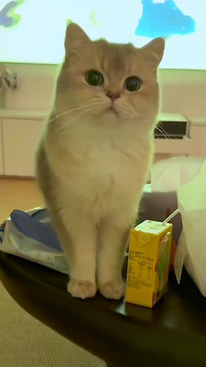 the daily life of a cat can reject the stupid kitten Jian Layer cute pet plan pet debut plan #kitty #kitten #catlovers #kittens #catstagram #pets #cutecat #animals #dog #catsofinstagram #cat #catlife #catlove #cats #instacat #art #meow #of #love #catlover #gato #pet #instagram #catoftheday | My Kittens | Facebook