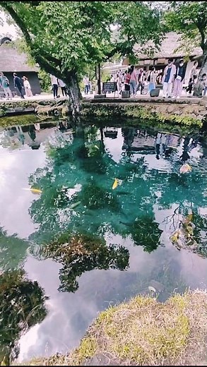 透明度の高い神秘的な泉 初夏の忍野八海 山梨 OshinoHakkai