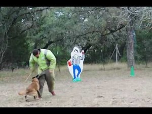 Lone Star Mondioring Club trial