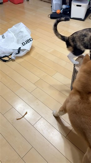 Miha & Chawan # 79 - MIHA BOM-BA-YE🐱🐕 (ミハとちゃわん)