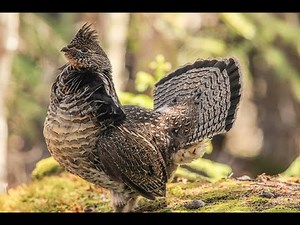 Partridge Hunt and Cook, How To Prepare and Cook WILD GAME!