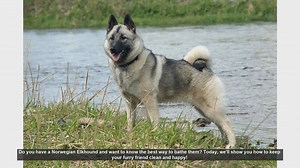 How to Bathe Your Norwegian Elkhound: Step-by-Step Guide