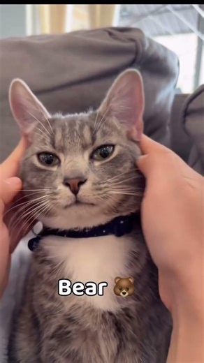 Wait for the Cat Transformation… Mind Blown! 🤯🐱 #catfacts