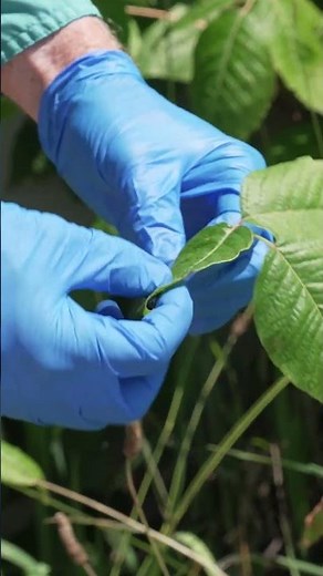 Poison ivy ID with botanist John Pearson