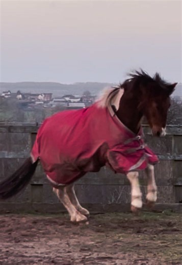 Ruby is just a spicy 🌶️ love this little mare such an incredible personality #fyp #equine #horse #happyplace #horseygirl