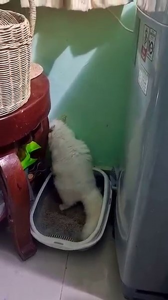 Caught on Camera: My Cat’s Hilarious Poop Reactions!