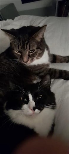 Falling (over) in love Cats