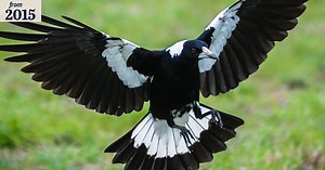 How to avoid a swooping magpie: Five common defences - and whether or not they work