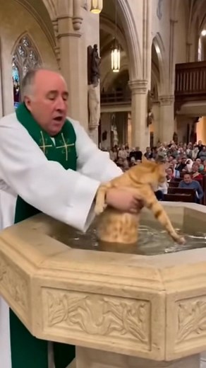 Shouldn’t_all_ginger_cats_be_baptized_in_church_😂_Have_a_great_Sunday | Victor Valora