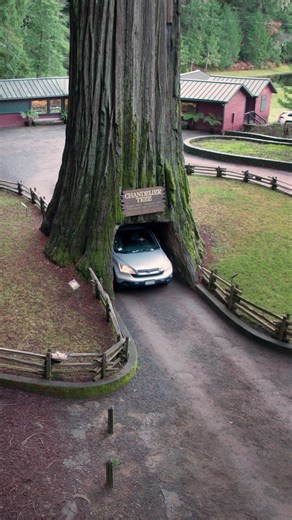 Have you ever seen this tree? 🌲🚗 This is the world’s most iconic drive-thru redwood: The Chandelier Tree in Leggett, CA. At 315 feet tall, it’s a legend, but if you don’t know what you’re doing, it will cost you a side mirror. 😬 I’ve done this drive a dozen times, and the secret is all about the