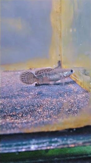 limbata hfxleucistik ssb #channa #fypシ