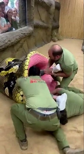 Shocking Animal Show Moment Goes Viral! #Shorts