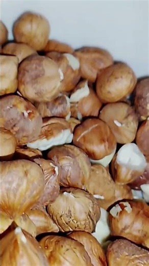 Hazelnuts fresh from the shell