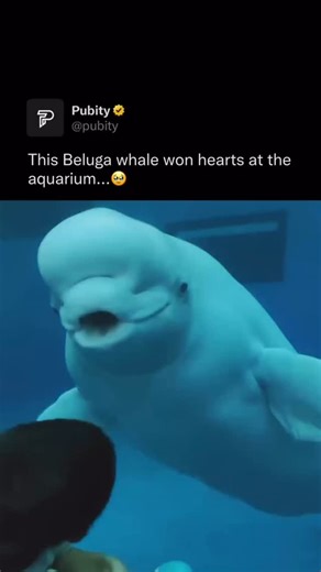 Pubity on Instagram: "🐋 Beluga whales radiate joy with their bright expressions and gentle nature. Known as the “canaries of the sea,” their playful sounds and curious personalities make them feel almost magical. Their white bodies gliding through icy waters bring a sense of calm and wonder. Highly social and affectionate, belugas thrive on connection and communication. Watching them interact feels heartwarming, reminding us of the intelligence and beauty found within wildlife. Via @collab • #w