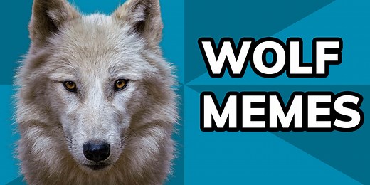 Meme History: The evolution of wolf memes on the internet, from 'courage wolf' to 'three wolf moon'