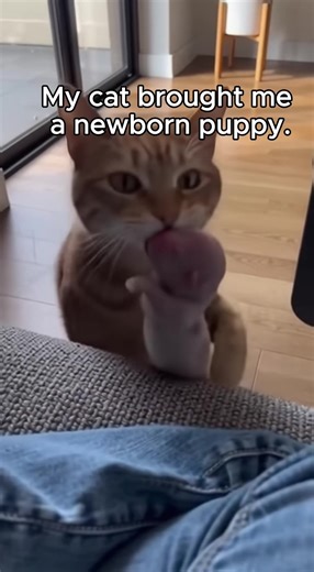 The Cat and Its New Dog Friend