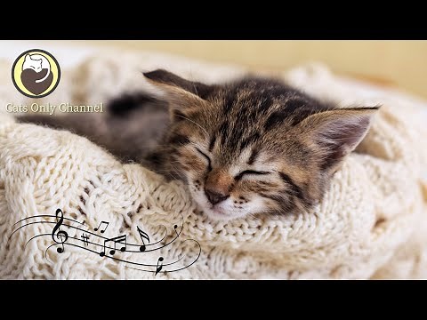 Music for Cats - Relaxing Sleep Music, Calming Music, Stress Relief