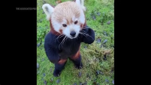 Panda-tastic! Giant pandas and red pandas enjoy early holiday treats at Berlin and Cincinnati zoos