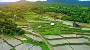 Aerial view of agriculture in rice fields for cultivation. The rice terraces in Chiang Mai Province, Northern Thailand. 4k. drone