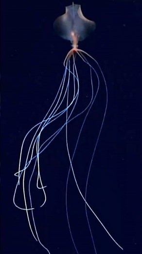 The Squid With Arms That Never End (Magnapinna)