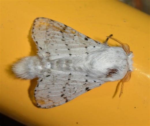 The weirdest insects you’ll struggle to believe exist