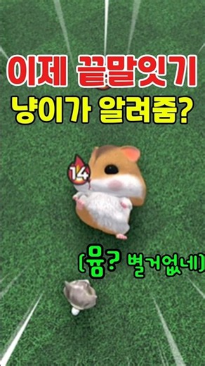 끝말잇기 900연승을 참교육 한 제자 냥이의 필살단어