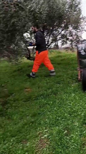 Βασική – διαχρονική εδαφοβελτίωση σε ελαιόδεντρα Μεγαρίτικης και Κορωνέικης 🌳🫒