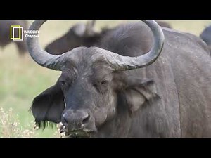 Buffalo documentary - Roaming with the Herd - Discovering the Wonderful World of Buffalo - Wildlife