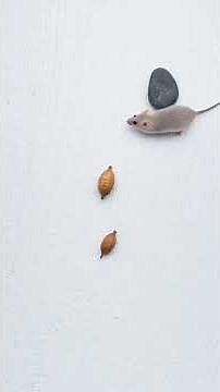 Cat Games 🐾 Mouse Hunt Challenge