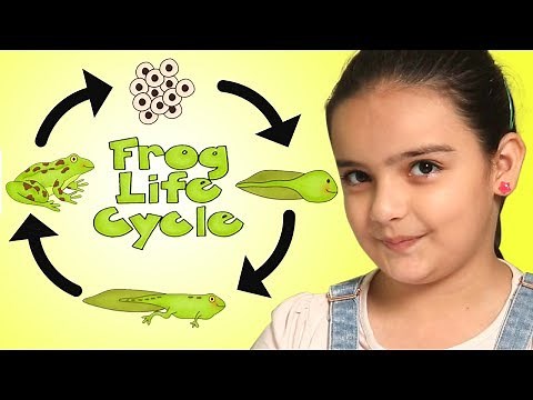 Frog Life Cycle - From Egg to Frog | Science for Kids