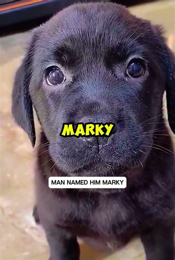 I Found a Tiny Dog Chasing Cars