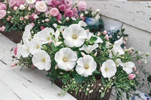 Dwarf White Rose Mallow 40 Seeds – Lavatera Trimestris - Etsy