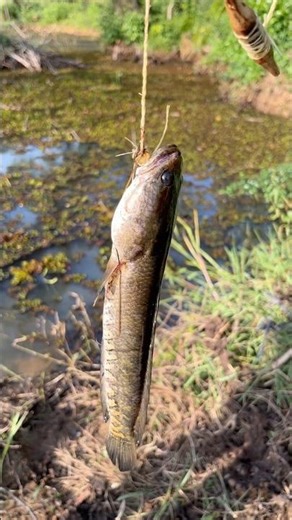 Primitive Fishing Hook 🪝 | #nature #wildlife #lake.