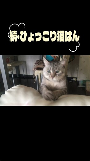 【猫動画】続ひょっこり猫はん！最後突撃してきたｗ #猫のいる暮らし #猫好きさんと繋がりたい