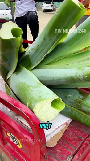 Elephant ear plant found in the forest is highly sought after by many people.